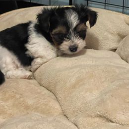 Uno - Black tan and white male Biewer Terrier puppy in Lynchburg, Virginia from Kilmaren Cavaliers and Born in the USA Biewer Terriers
