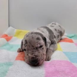 Sawyer - Merle male Great Dane puppy in Kannapolis, North Carolina from Carolina Great Danes & Toy Poodles