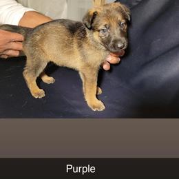 PURPLE - Black and tan female German Shepherd puppy in Willoughby, Ohio from WolfPackk