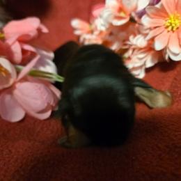 Valarie - Black and red female German Shepherd puppy in Coupeville, Washington from Von Hilkey Shepherds