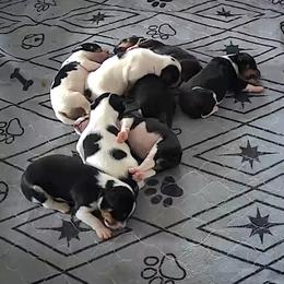 Rat Terrier Puppies from The Puppy Patch Rat Terriers