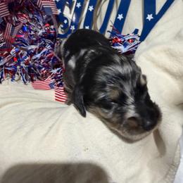 Brown collar dapple - Dapple male Dachshund puppy in Pleasant Plains, Arkansas from JGBs Dachshunds