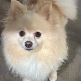 Pepper - Cream female Pomeranian puppy in New Lenox, Illinois from Illinois Poms