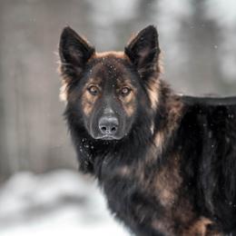 Matthias - German Shepherd