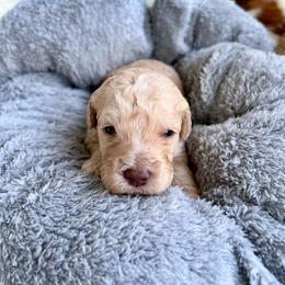Pete - Cream male Goldendoodle puppy in Taylorsville, Georgia from Sweet Southern Doodles