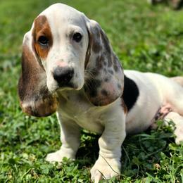 Quintorius - Black white and tan male Basset Hound puppy in West Chester, Ohio from Bed-N-Bassets