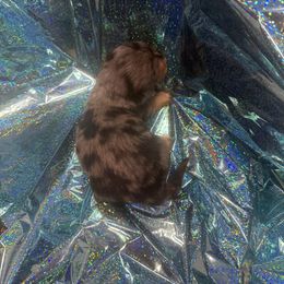 Squishy - Dapple male Dachshund puppy in Ft Dodge, Iowa from Secret Reality