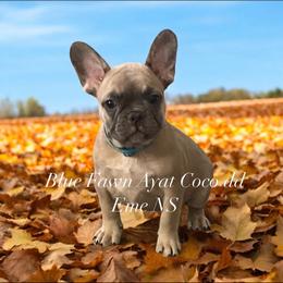 French Bulldog Puppies from Orderofthebulldogs, LLC