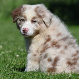 Australian Shepherd and Miniature Australian Shepherd Puppies from CY Ranch Aussies