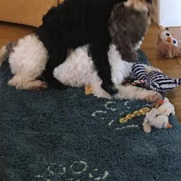 Portuguese Water Dog Puppies from Blue Run PWD