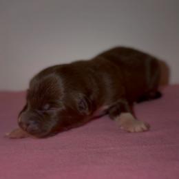 Hopper - Red & white male Australian Shepherd puppy in Windsor, New York from Double B Aussies