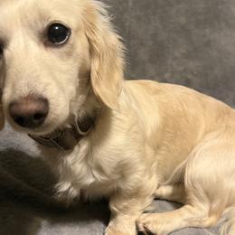 Luna - Dachshund