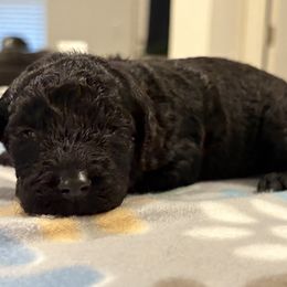 Goldendoodle and Poodle Puppies from Southern Stroll Poodles & Doodles