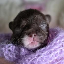 Chihuahua puppies from Snowy Mountains Chihuahua