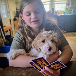 Marcie - Apricot female Aussiedoodle puppy in Cumberland, Rhode Island from W Doodle Crew