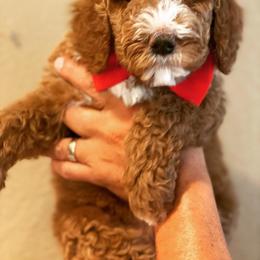 Cavapoo and Poodle Puppies from Sac-Town Poodles and Doodles