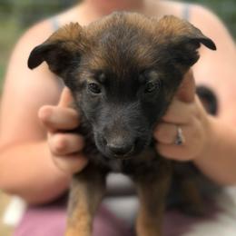 Zazu - male Belgian Malinois puppy in Sheridan, Arkansas from Dark Sky Kennels