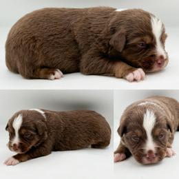 Red tri male 2 - Red tri male Miniature Australian Shepherd puppy in Brooker, Florida from Honey, I Shrunk the Aussies