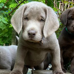 Dilute Retrievers and Labrador Retrievers from 906 Labadors