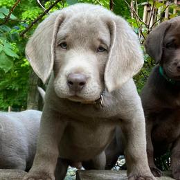 Dilute Retrievers and Labrador Retrievers from 906 Labadors