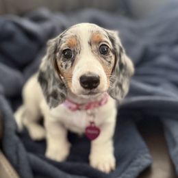 Dachshund Puppies from Logan’s Dashing Dachshunds