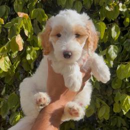Benedict - Parti male Goldendoodle puppy in Barstow, California from Golden Desert Doodles