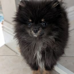 Freya - Pomeranian