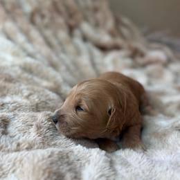 Maple - Apricot female Goldendoodle puppy in Jacksonville, Florida from Dandelion Doodles