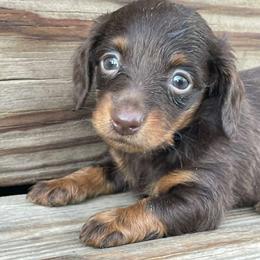 Fendi - Chocolate and tan female Dachshund puppy in Industry, Illinois from KDKs Kennels