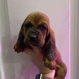 Griffin - Mahogany and white male Basset Hound puppy in Leroy, Michigan from Iron Sentry Farms