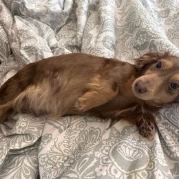 Celine - Dachshund