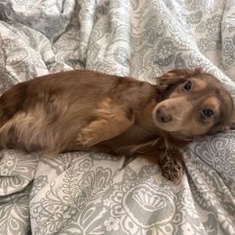 Celine - Dachshund