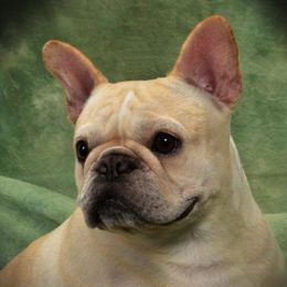 French Bulldogs from Fierce French Bulldogs