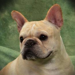 French Bulldogs from Fierce French Bulldogs
