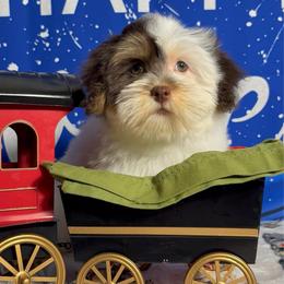 Doughnut - White female Havanese puppy in Clermont, Florida from Country Sweet Havanese and Creative Coaching