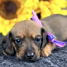 Salsa 2800 - Cream female Dachshund puppy in Hendersonville, North Carolina from Snarky Doxy Miniature Dachshunds