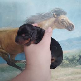 Woodrow - Black and tan male Dachshund puppy in Williamsburg, New Mexico from The Outlawed Dachshunds