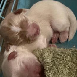 Butterscotch - Gold and white female Shihpoo puppy in Brevard County, Florida from Enchanting Puppies