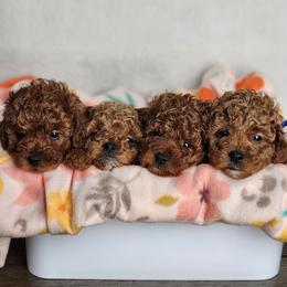 Munchkin - Red  male Poodle puppy in Hoagland, Indiana from Kandyland Kennels