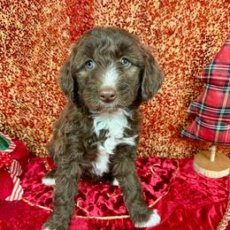 Hannah - Red female Aussiedoodle puppy in Marshall, Arkansas from Buffalo River Puppies
