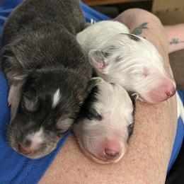 Silken Windhounds from Amy Burkhart