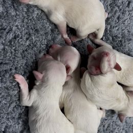 Cheesecake - White female Maltipoo puppy in Fredericktown, Missouri from Doodle Pups Fur-Ever