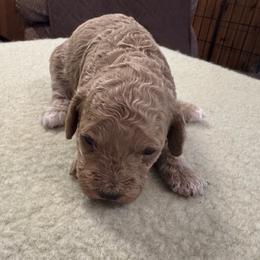Cece - Buff female Cockapoo puppy in Sheridan, Missouri from Shepherdsfold’s Cockapoos