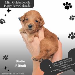 Birdie - Apricot female Goldendoodle puppy in Fort Lupton, Colorado from Puppy Paws Colorado