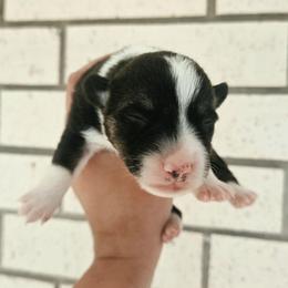 Checkers - Black and tan male American Corgi puppy in Midway, Arkansas from Wildlings & Wild Things Homestead