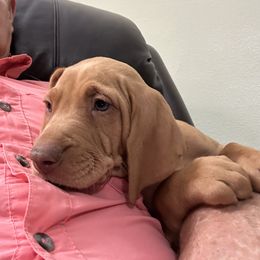 Orange - Red golden male Vizsla puppy in Foley, Alabama from Paula's South Bama Vizslas