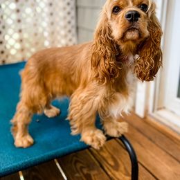 Ruby - Cocker Spaniel