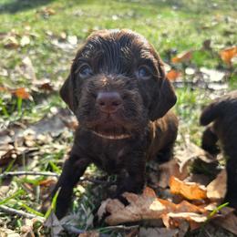 Brown - Liver male Boykin Spaniel puppy in Midland, Michigan from Ives Heritage Homestead