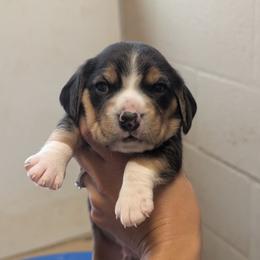 Scotch - Blue tan and white male Beagle puppy in Baltimore, Maryland from Country Acres Farm