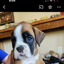 Boxer and Shih Tzu Puppies from L&L European Boxers and Shih Tzus
